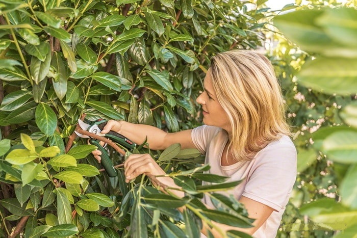 Секатор Bosch EasyPrune, фото 2