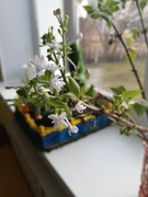 Огород на подоконнике