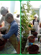 Подготовка рассады однолетних и двулетних растений для высадки на клумбы учреждения образования (13.04.2026)