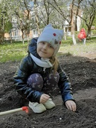 Труд в природе (посадка огорода).