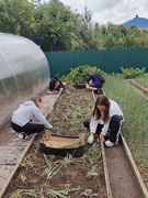 02.07.2024г. Прополка пришкольных грядок. 6А класс