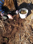 Неделя леса