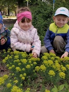 Наблюдение воспитанниками разновозрастной группы за весенними цветами