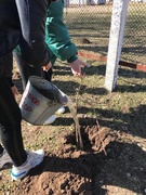 Акция "Неделя леса"