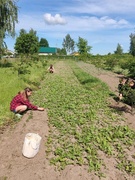 Практика, работа отрядов