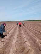 23.05.2022 Посадка кабачков работниками УПК