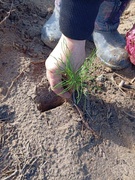 Дай лесу новае жыцце