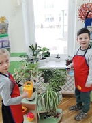 Вот так мы учимся в детском саду ухаживать за комнатными растениями.