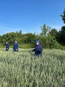 Студотряд "Колосок"