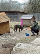 Помощь братьям нашим меньшим