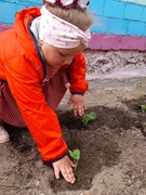 Праца дашкольнікаў на агародзе