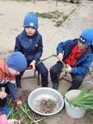 Труд в природе "заготовка луковиц гладиолусов"