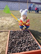 Праца выхаванцаў на ўчастку дзіцячага сада