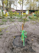 Посадка саженцев сливы