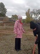 Посадка деревьев