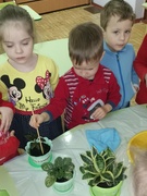 Занятие в группе №6 труд в природе  "Уход за комнатными растениями"