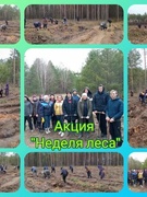 Акцыя "Тыдзень лесу"