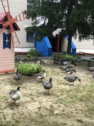 Год благоустройства