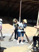 Работаем на зернотоке хозяйства КСУП «Оборона»