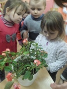 Незнайка учится ухаживать за комнатными цветами.