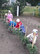 «Наблюдение за ростом овощей в огороде»