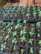 Благоустройство территории школы