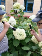 Познавательная практическая и трудовая  деятельность в природе летом