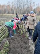 Обновим леса вместе