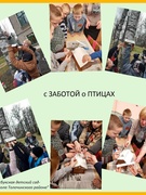 Челлендж "С заботой о птицах"