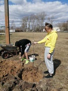 Посадка деревьев