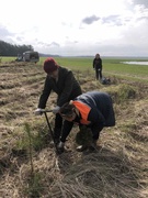 Акцыя "Пасадзі свае дрэва"