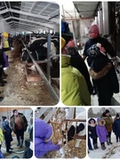 Экскурсия учащихся начальных классов на МТФ КСУП "Скороднянский"