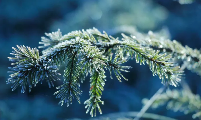 Сильный ветер, гололедица и до -7°C ночью ожидается в Гомеле 10 января