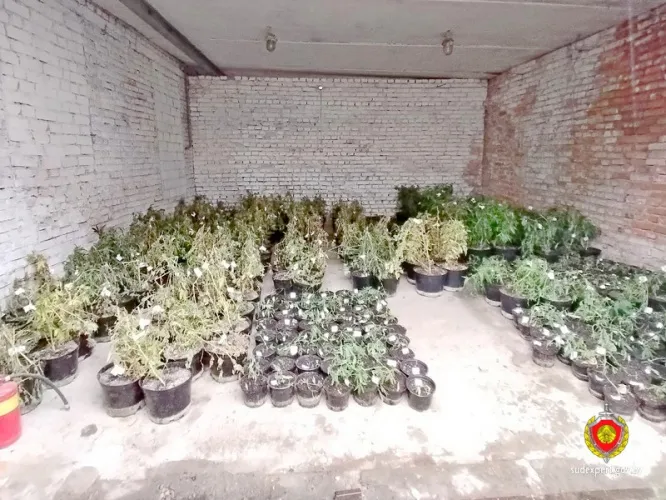 870 кустов конопли изъяли правоохранители у жителя Гомельского района
