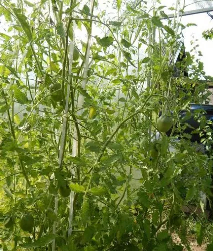 Ошибки садоводов и огородников в последний месяц лета