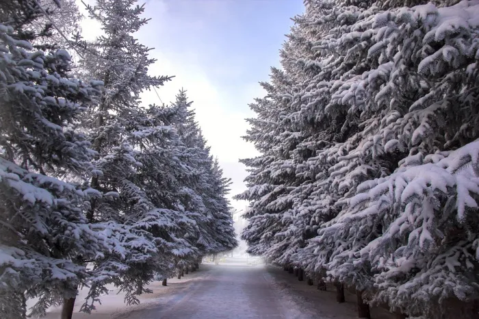 Мокрый снег, гололедица и до -9°C ночью ожидается в Гомеле 16 декабря