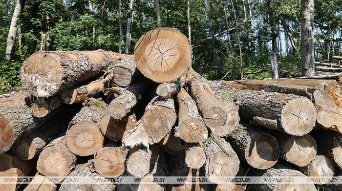 Минлесхоз: около 900 тыс. кубометров древесины убрано вдоль сельхозполей и на лесных опушках