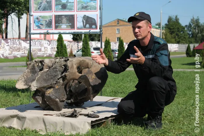 Череп мамонта в третий раз обнаружили на Гомельщине за последние 126 лет