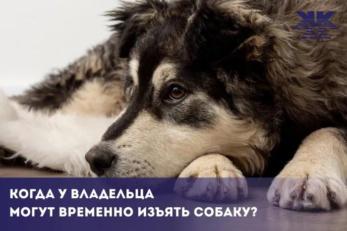 Когда у владельца могут временно изъять собаку, рассказали в ЖКХ
