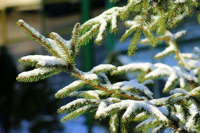 Осадки и до +1°C ожидается в Гомеле 12 декабря