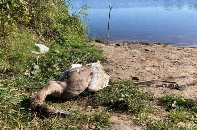 В Ельском районе лебеденок погиб из-за лески и пластика