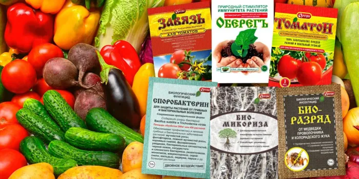 Органический буст для чеснока весной: чем подкормить для активного роста и богатого урожая