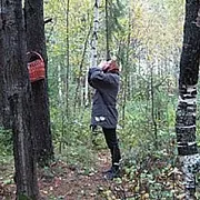 В Калинковичском районе пенсионерка заблудилась в лесу