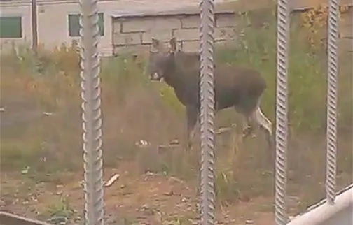 В сети появилось видео с разъяренным лосем, которого обезвредили автоматом Калашникова