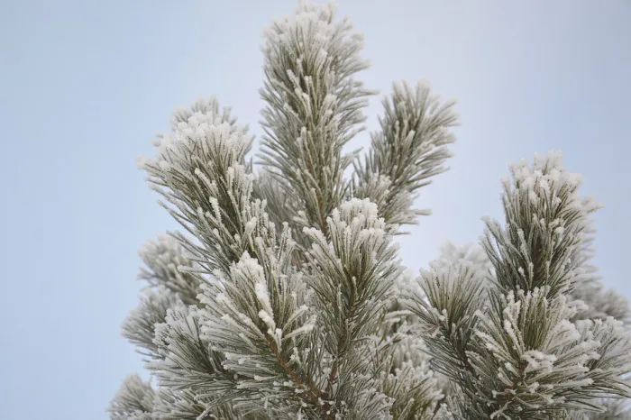 Облачно, гололедица и до -5°C ночью ожидается в Гомеле 13 декабря