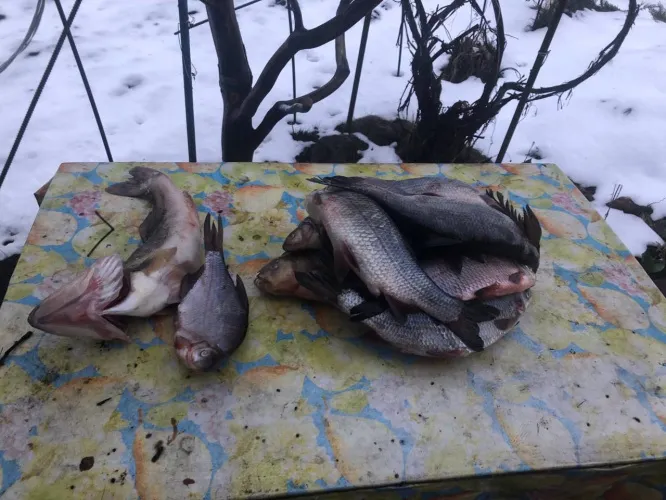 В Рогачевском районе задержали браконьера