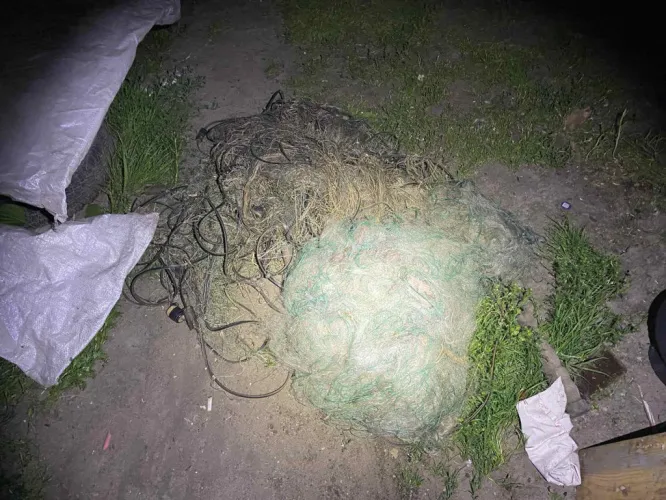 Действовали под покровом ночи: два охотника из Петриковского района незаконно добыли самца европейской косули