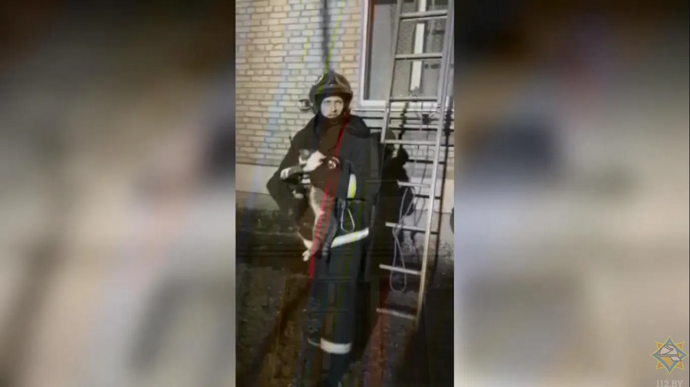 В Гомеле сотрудники МЧС спасли кота, который застрял в оконной раме