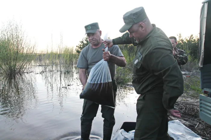 Более полумиллиона особей щучьего молодняка стали «новоселами» Днепро-Брагинского водохранилища