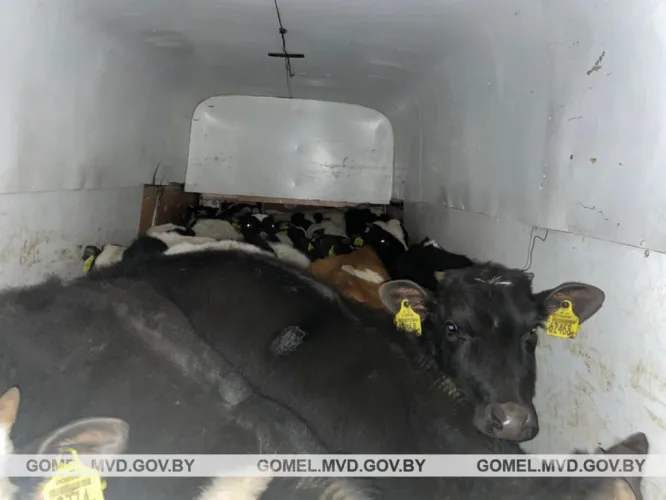 В Чечерском районе задержали мужчину, который незаконно перевозил крупный рогатый скот для продажи в Россию